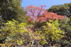 Rhus succedanea